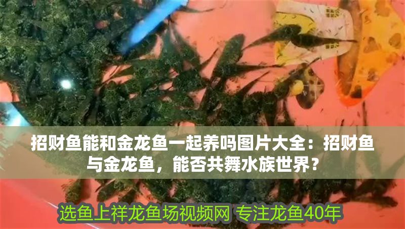 招財魚能和金龍魚一起養嗎圖片大全：招財魚與金龍魚，能否共舞水族世界？