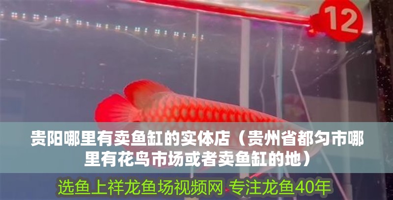 貴陽哪里有賣魚缸的實體店（貴州省都勻市哪里有花鳥市場或者賣魚缸的地）