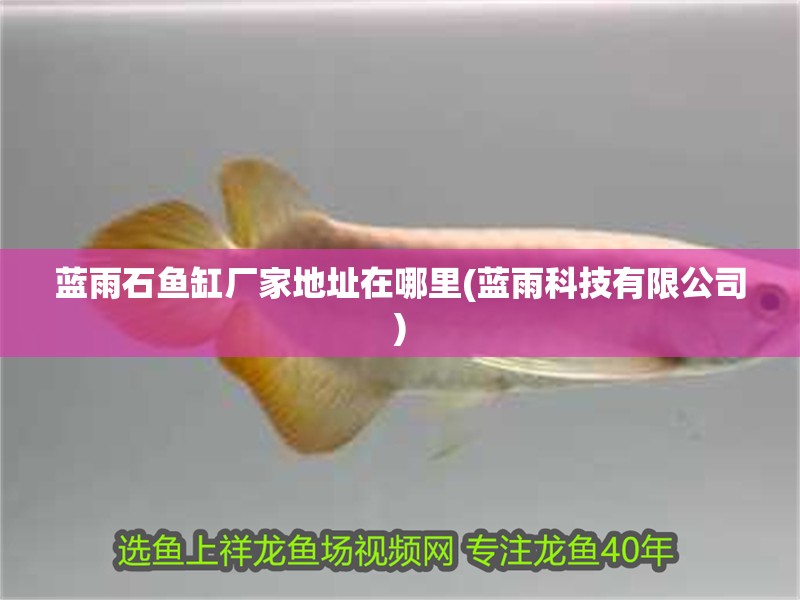 藍雨石魚缸廠家地址在哪里(藍雨科技有限公司)