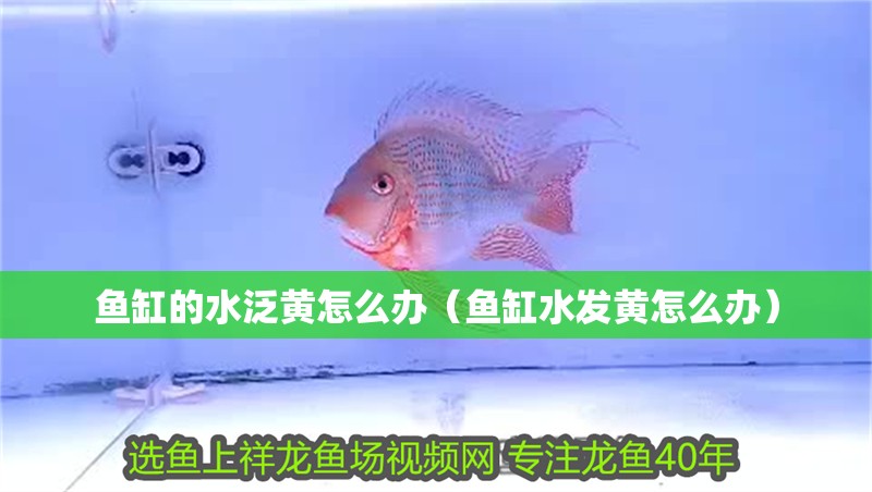 魚缸的水泛黃怎么辦（魚缸水發黃怎么辦）