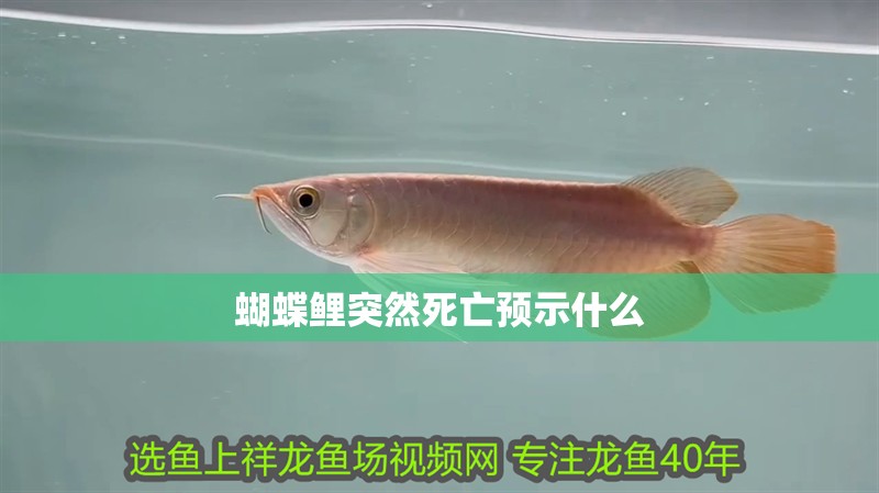 蝴蝶鯉突然死亡預(yù)示什么
