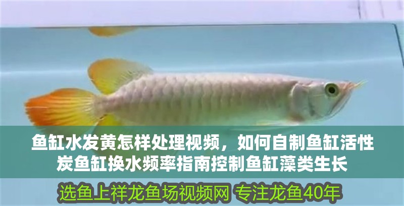 魚缸水發黃怎樣處理視頻，如何自制魚缸活性炭魚缸換水頻率指南控制魚缸藻類生長