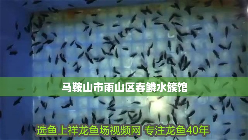 鸚鵡魚和銀龍魚混養怎樣喂食 馬鞍山市雨山區春鱗水簇館 全國水族館企業名錄 馬鞍山市雨山區春鱗水簇館 馬鞍山市雨山區春鱗水簇館 全國水族館企業名錄