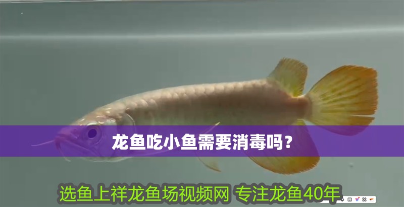 龍魚吃小魚需要消毒嗎？