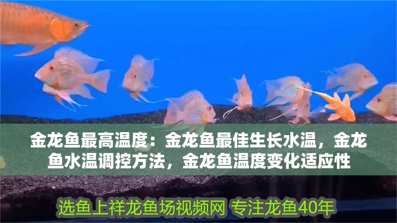 金龍魚最高溫度：金龍魚最佳生長水溫，金龍魚水溫調控方法，金龍魚溫度變化適應性
