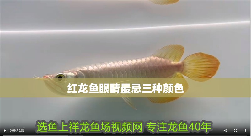 紅龍魚眼睛最忌三種顏色