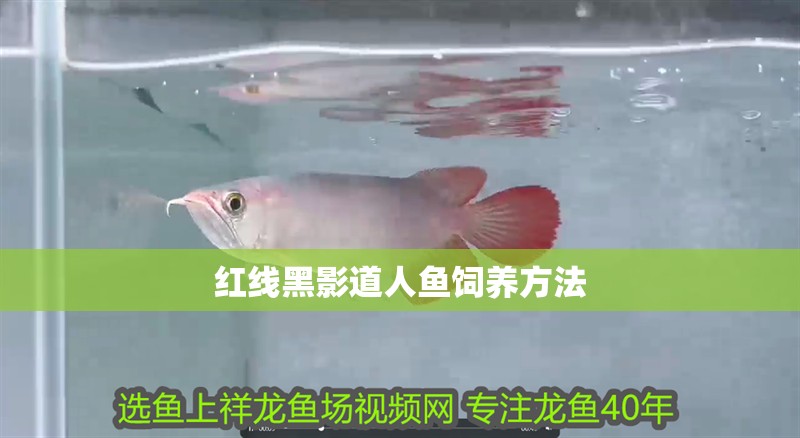 紅線黑影道人魚飼養方法 紅線黑影道人魚飼養方法 龍魚論壇