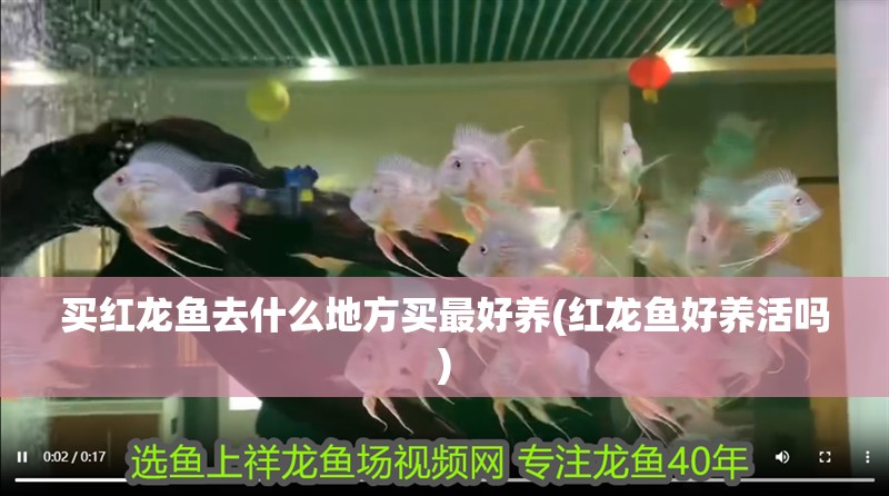 買(mǎi)紅龍魚(yú)去什么地方買(mǎi)最好養(yǎng)(紅龍魚(yú)好養(yǎng)活嗎)