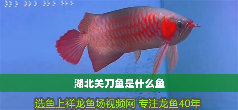 湖北關刀魚是什么魚 湖北關刀魚是什么魚 龍魚論壇