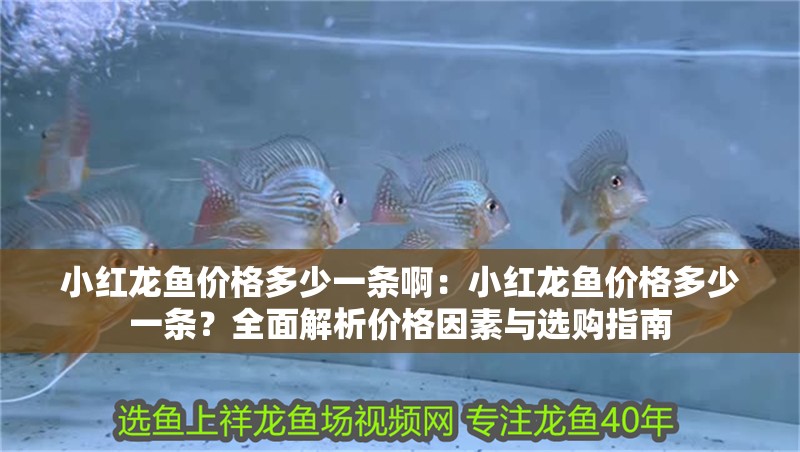 小紅龍魚價格多少一條啊：小紅龍魚價格多少一條？全面解析價格因素與選購指南 小紅龍魚價格多少一條啊：小紅龍魚價格多少一條？全面解析價格因素與選購指南 龍魚百科