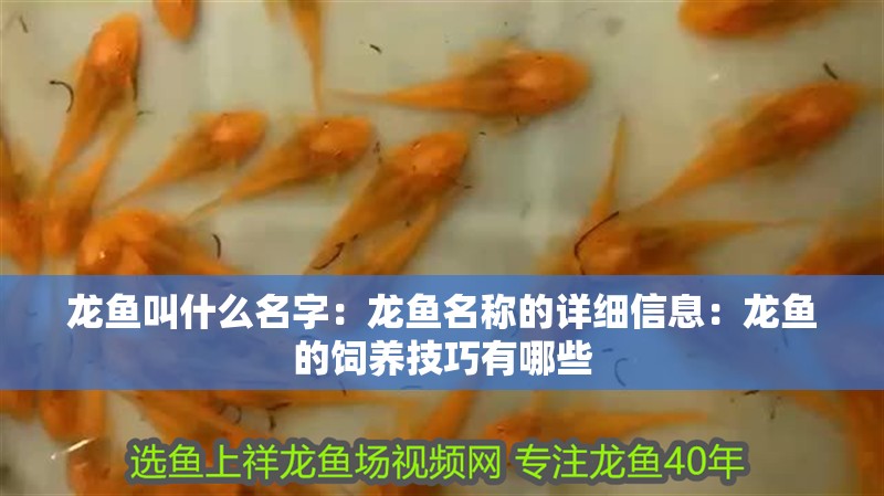 龍魚叫什么名字：龍魚名稱的詳細信息：龍魚的飼養技巧有哪些 龍魚叫什么名字：龍魚名稱的詳細信息：龍魚的飼養技巧有哪些 龍魚百科