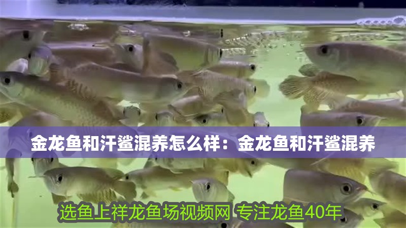 金龍魚和汗鯊混養(yǎng)怎么樣：金龍魚和汗鯊混養(yǎng)