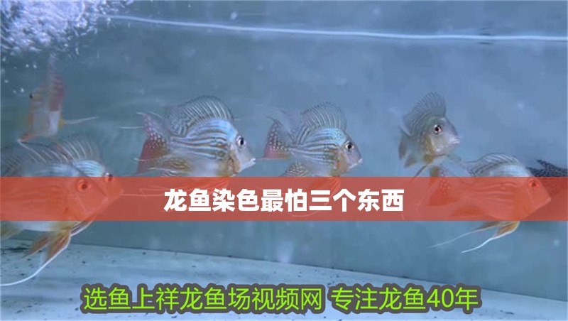 龍魚染色最怕三個東西