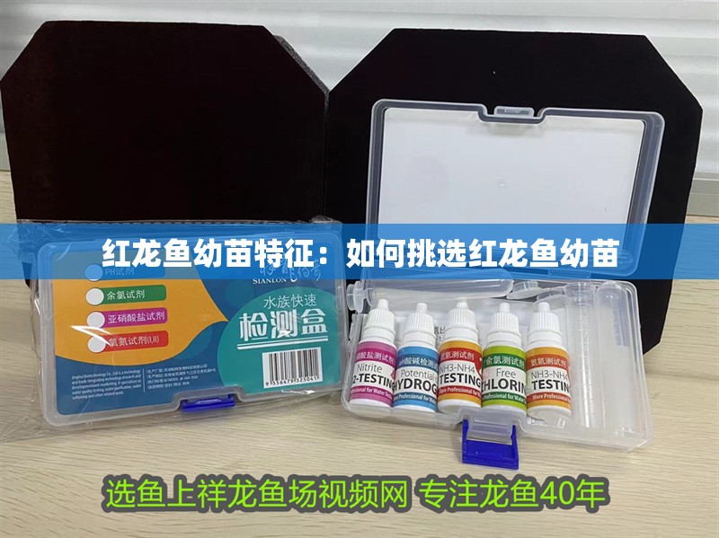 紅龍魚幼苗特征：如何挑選紅龍魚幼苗 紅龍魚幼苗特征：如何挑選紅龍魚幼苗 龍魚百科
