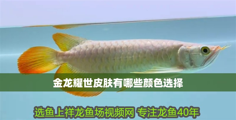 魚缸造景先放沙還是先放水(魚缸造景先鋪沙還是先放石頭) 金龍耀世皮膚有哪些顏色選擇 龍魚百科 金龍耀世皮膚有哪些顏色選擇 金龍耀世皮膚有哪些顏色選擇 龍魚百科