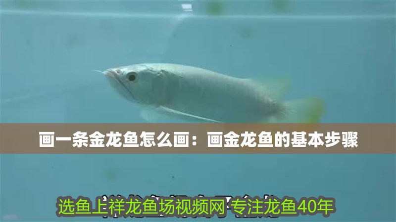 畫一條金龍魚怎么畫：畫金龍魚的基本步驟