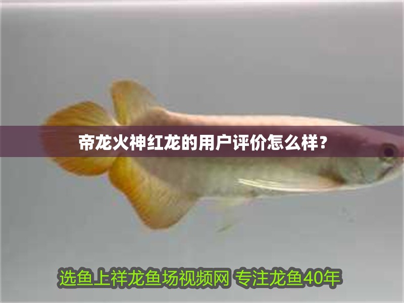帝龍火神紅龍的用戶評價怎么樣？