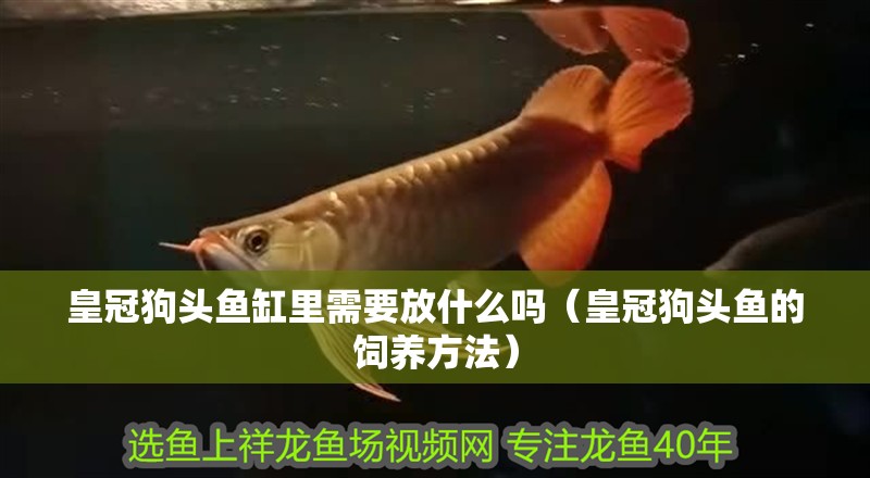 皇冠狗頭魚缸里需要放什么嗎（皇冠狗頭魚的飼養方法）