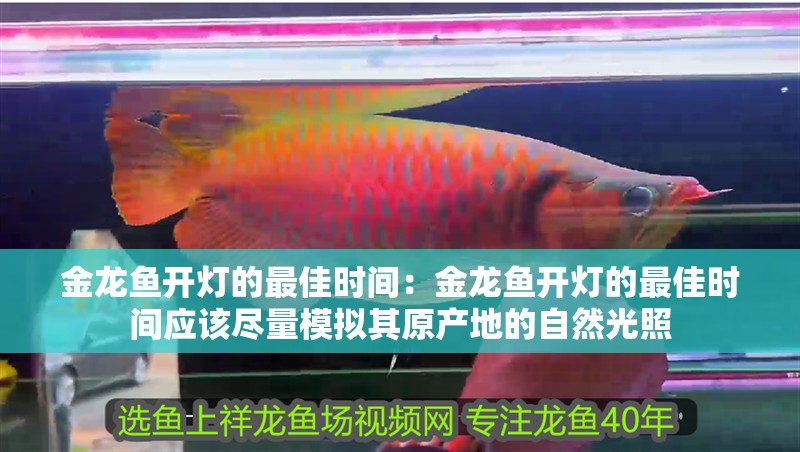 金龍魚開燈的最佳時間：金龍魚開燈的最佳時間應該盡量模擬其原產地的自然光照