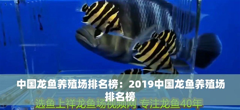 中國龍魚養殖場排名榜：2019中國龍魚養殖場排名榜