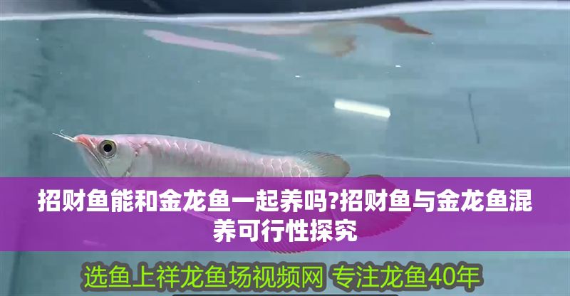 招財魚能和金龍魚一起養嗎?招財魚與金龍魚混養可行性探究