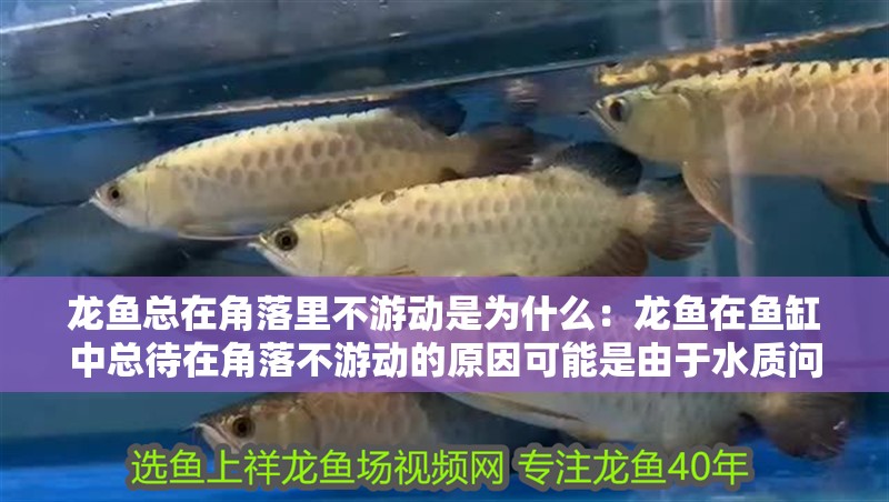 龍魚總在角落里不游動是為什么：龍魚在魚缸中總待在角落不游動的原因可能是由于水質問題