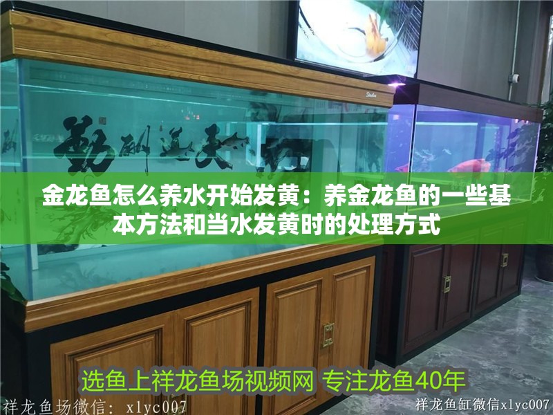 金龍魚怎么養水開始發黃：養金龍魚的一些基本方法和當水發黃時的處理方式