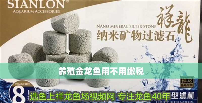 養殖金龍魚用不用繳稅 養殖金龍魚用不用繳稅 龍魚百科