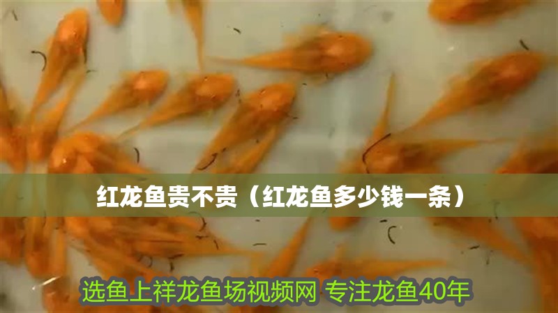 紅龍魚貴不貴（紅龍魚多少錢一條） 紅龍魚貴不貴（紅龍魚多少錢一條） 龍魚百科