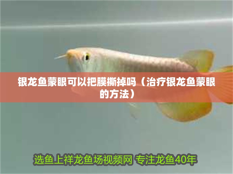 銀龍魚蒙眼可以把膜撕掉嗎（治療銀龍魚蒙眼的方法）