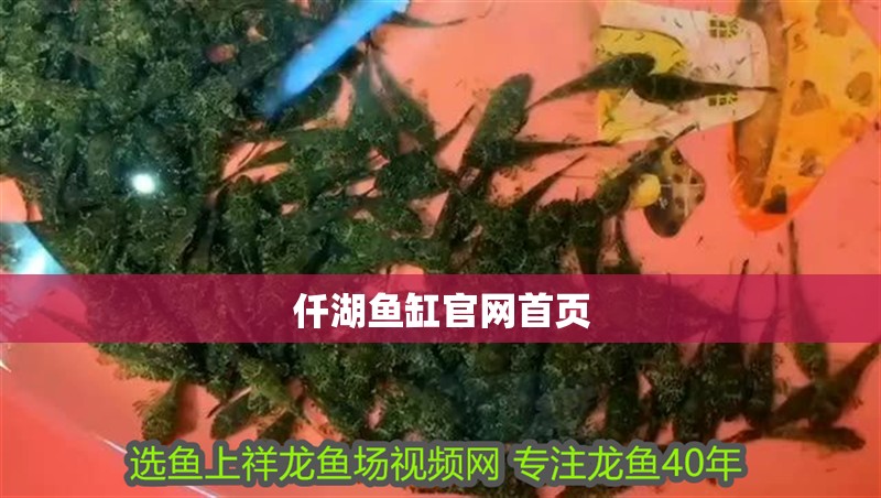 仟湖魚缸官網首頁