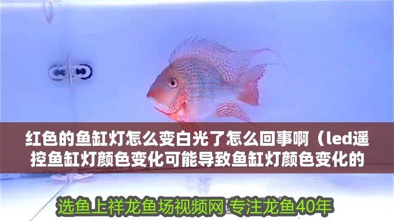 紅色的魚缸燈怎么變白光了怎么回事啊（led遙控魚缸燈顏色變化可能導(dǎo)致魚缸燈顏色變化的問題） 紅色的魚缸燈怎么變白光了怎么回事啊（led遙控魚缸燈顏色變化可能導(dǎo)致魚缸燈顏色變化的問題） 魚缸百科