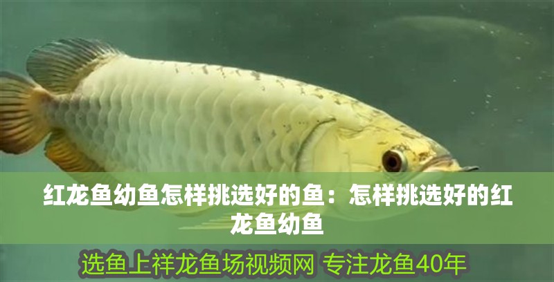 紅龍魚幼魚怎樣挑選好的魚：怎樣挑選好的紅龍魚幼魚