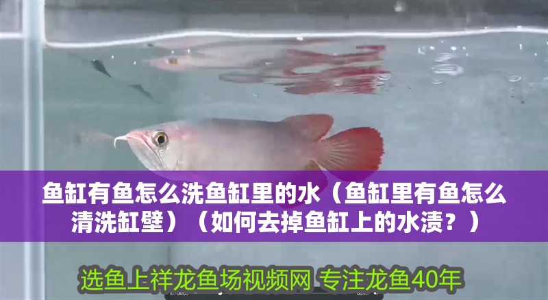 魚缸有魚怎么洗魚缸里的水（魚缸里有魚怎么清洗缸壁）（如何去掉魚缸上的水漬？）