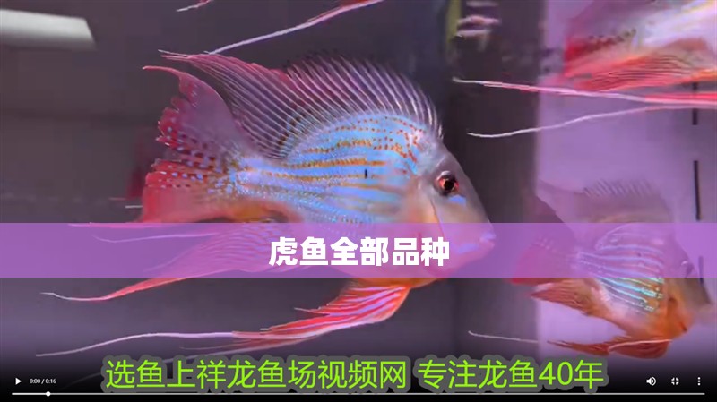 虎魚全部品種