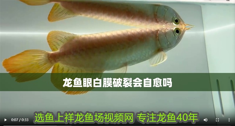 龍魚眼白膜破裂會自愈嗎