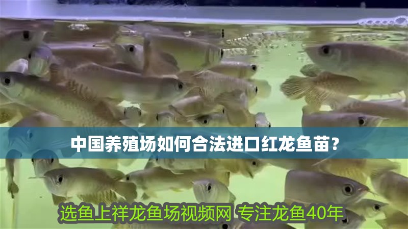 中國養殖場如何合法進口紅龍魚苗？