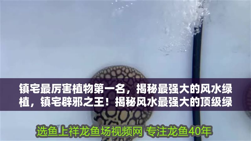 鎮宅最厲害植物第一名，揭秘最強大的風水綠植，鎮宅辟邪之王！揭秘風水最強大的頂級綠植 鎮宅最厲害植物第一名，揭秘最強大的風水綠植，鎮宅辟邪之王！揭秘風水最強大的頂級綠植 龍魚百科 第1張