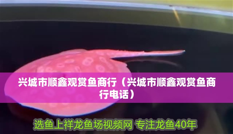 興城市順鑫觀賞魚商行（興城市順鑫觀賞魚商行電話）