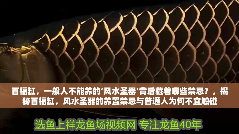 百福缸，一般人不能養的‘風水圣器’背后藏著哪些禁忌？，揭秘百福缸，風水圣器的養置禁忌與普通人為何不宜觸碰