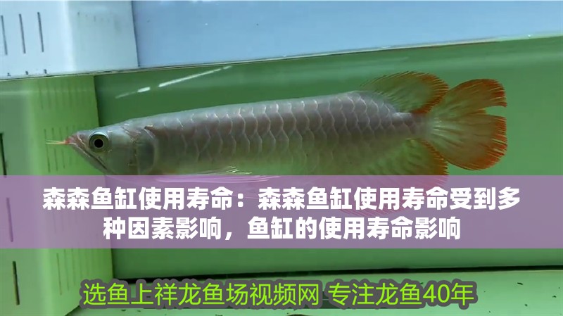 鸚鵡魚和銀龍魚混養(yǎng)怎樣喂食 森森魚缸使用壽命:森森魚缸使用壽命受到多種因素影響,魚缸的使用壽命影響 魚缸百科 森森魚缸使用壽命:森森魚缸使用壽命受到多種因素影響,魚缸的使用壽命影響 森森魚缸使用壽命:森森魚缸使用壽命受到多種因素影響,魚缸的使用壽命影響 魚缸百科