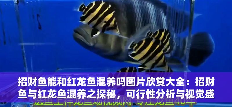 招財魚能和紅龍魚混養(yǎng)嗎圖片欣賞大全：招財魚與紅龍魚混養(yǎng)之探秘，可行性分析與視覺盛宴