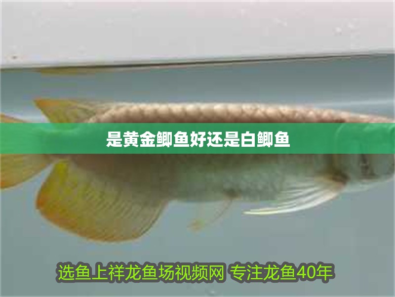 是黃金鯽魚好還是白鯽魚 是黃金鯽魚好還是白鯽魚 龍魚論壇