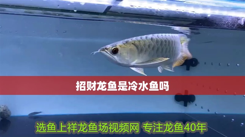 招財龍魚是冷水魚嗎 招財龍魚是冷水魚嗎 龍魚百科