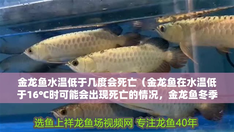金龍魚水溫低于幾度會死亡（金龍魚在水溫低于16℃時可能會出現死亡的情況，金龍魚冬季養護技巧）