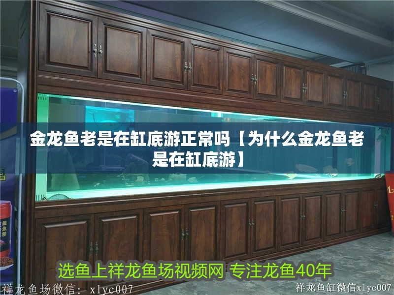 金龍魚老是在缸底游正常嗎【為什么金龍魚老是在缸底游】