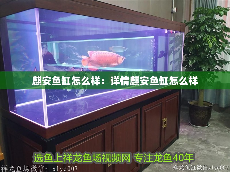 麒安魚缸怎么樣：詳情麒安魚缸怎么樣