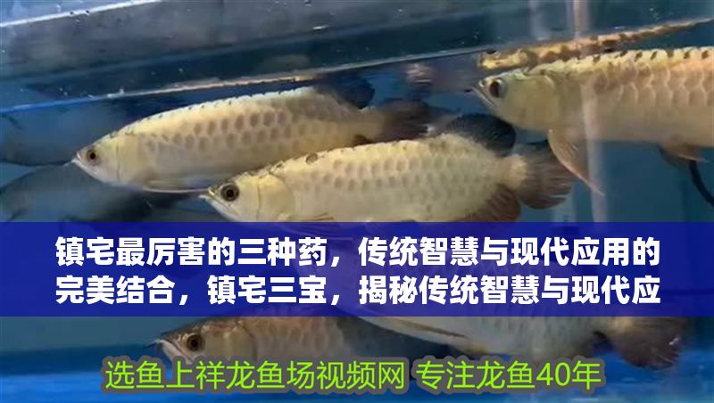 鎮宅最厲害的三種藥，傳統智慧與現代應用的完美結合，鎮宅三寶，揭秘傳統智慧與現代應用完美結合的三大靈藥 鎮宅最厲害的三種藥，傳統智慧與現代應用的完美結合，鎮宅三寶，揭秘傳統智慧與現代應用完美結合的三大靈藥 龍魚百科 第1張