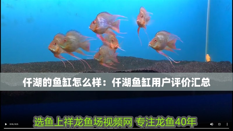 魚缸過濾器選購指南:自制魚缸過濾器魚缸上置過濾器對于養魚愛好者的必備知識 仟湖的魚缸怎么樣:仟湖魚缸用戶評價匯總 魚缸百科 仟湖的魚缸怎么樣:仟湖魚缸用戶評價匯總 仟湖的魚缸怎么樣:仟湖魚缸用戶評價匯總 魚缸百科