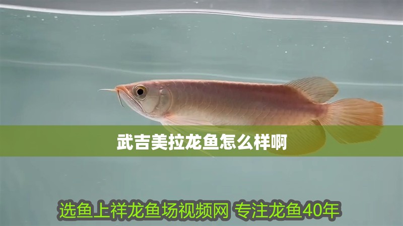 龍魚怕什么 武吉美拉龍魚怎么樣啊 龍魚百科 武吉美拉龍魚怎么樣啊 武吉美拉龍魚怎么樣啊 龍魚百科